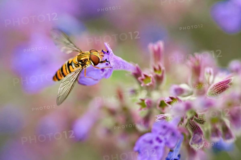 Hain hoverfly (Episyrphus balteatus), on a catnip (Nepeta x faassenii) flower, Meienberg, Canton of Aargau, Switzerland