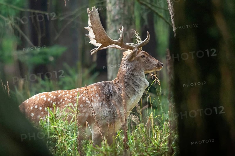 Dama dama, fallow deer, fallow deer, mammals, shovelers, mammals