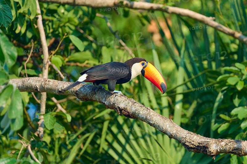 A toucan perched on a low branch, surrounded by lush green foliage in its natural habitat: the giant toucan (Ramphastos toco), Pantanal, Mato Grosso, Brazil