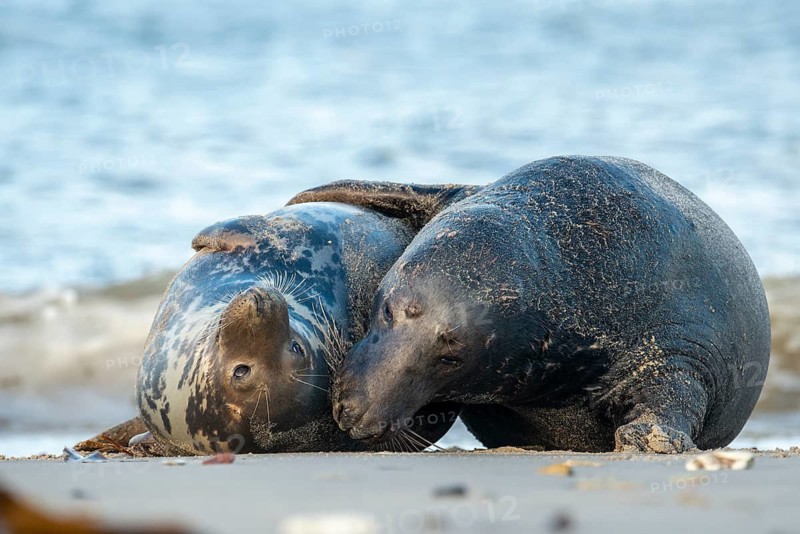 Grey seal (Halichoerus grypus), rutting season, Nordesee, Heligoland, Schleswig-Holstein, Germany