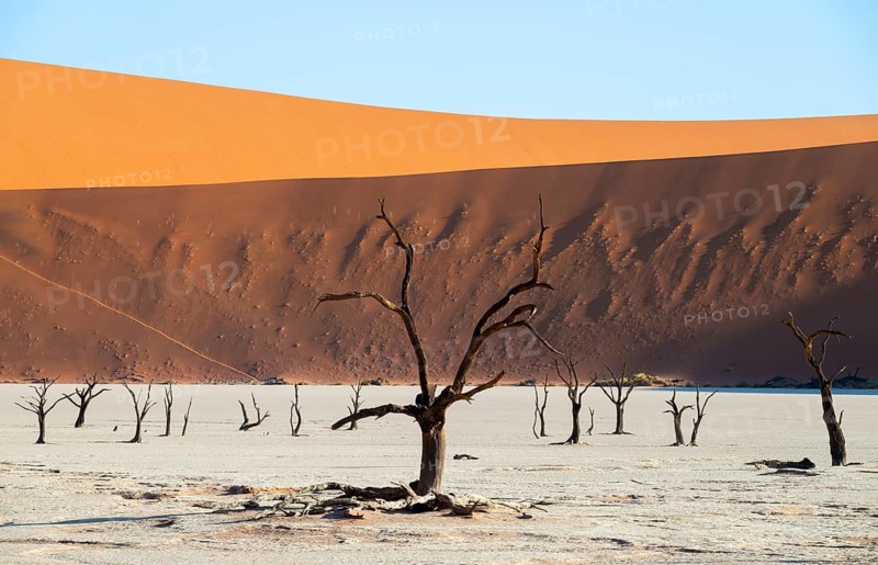 Dead trees in front of red sand dunes, atmospheric white salt pan Dead Vlei, Sossusvlei, Namib, Namib Desert, Namibia