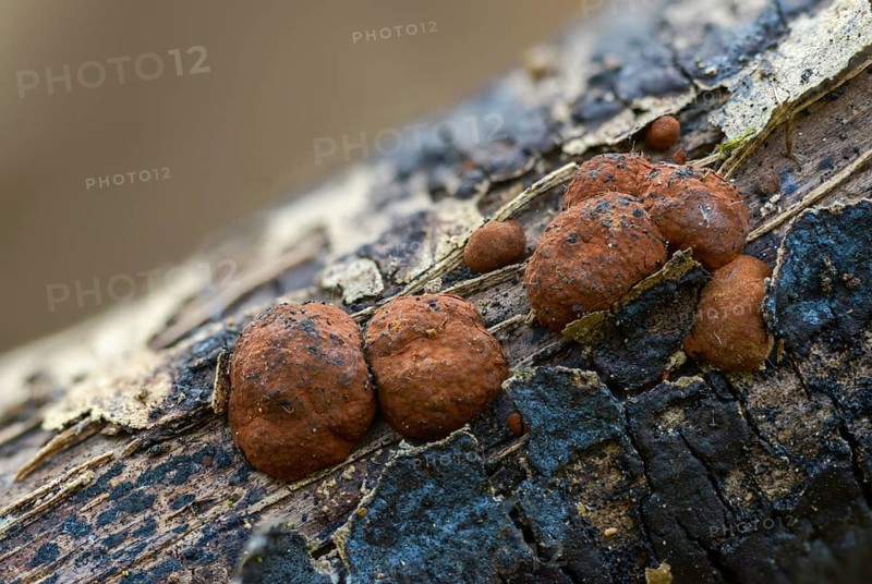 Hazel woodwart, hypoxylon fuscum, carbberry, reddish brown carbberry, purple-brown carbberry, fungi, mushrooms