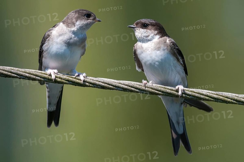 Delichon urbica, house martin, house martins, birds, adolescent, juvenile, passeri, swallows, songbirds, birds