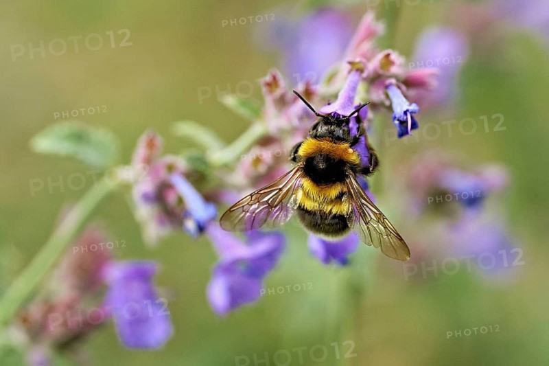 Garden bumblebee (Bombus hortorum), on a catmint (Nepeta x faassenii) flower, Meienberg, Canton of Aargau, Switzerland
