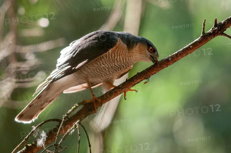 Accipiter Nisus, Accipitriformes, Sparrowhawk, Sparrowhawk, Birds of Prey, Raptor, Raptors, Birds