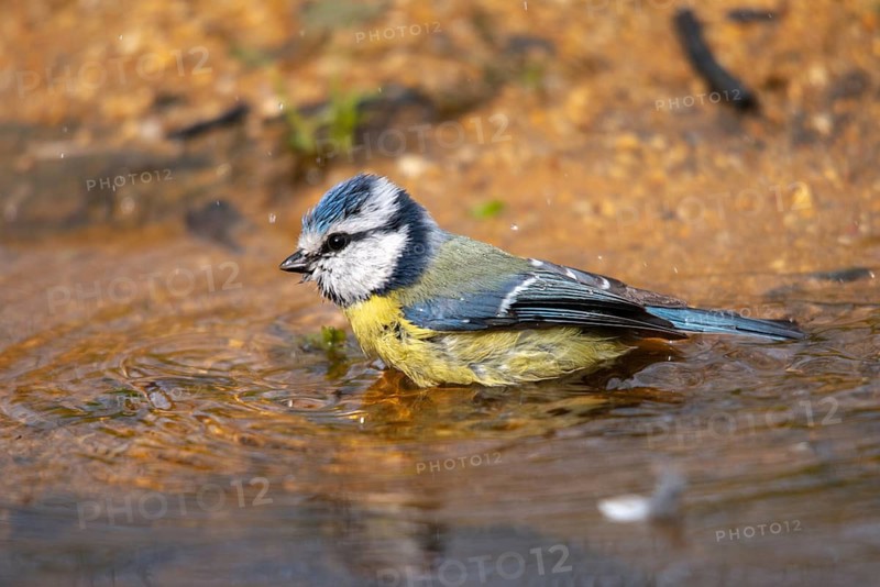 Blue tit, parus caeruleus, bath, bathe, bird bath, birds, tits, passeri, songbirds, tits, drinking water, birdbath, birds, watering place
