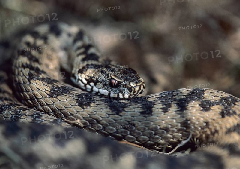 European adder, European viper, venomous snake, vipera berus, critters, poisonous reptilia, reptilia, snakes, snakes