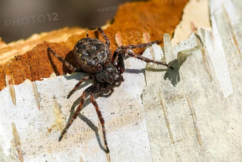 Arachnida, araneoidea, nuctenea umbratica, wheelweb spiders, cleft spiders, spiders, spiders, walnut orb-weaver spiders