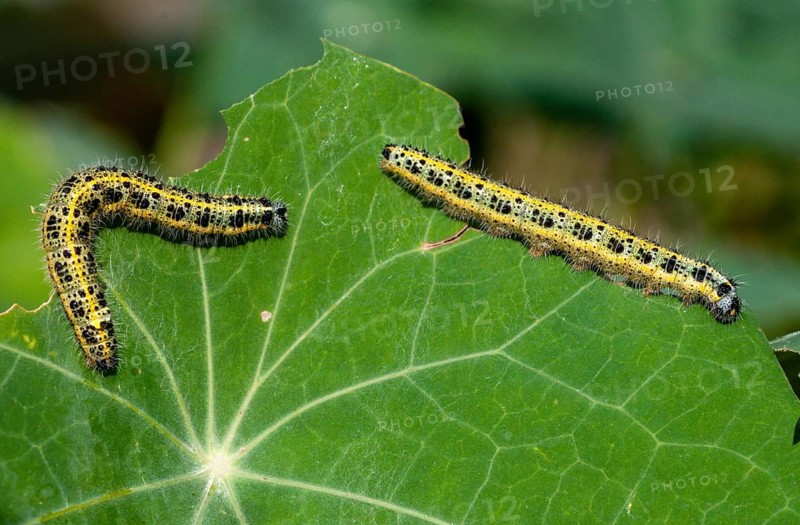 Large white, Pieris brassicae, butterfly, insects, caterpillar, butterfly, butterflies