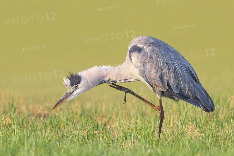 A grey heron (Ardea cinerea) stands in a meadow, scratching its neck, wildlife, nature photography, heron, Hüde, Ochsen Moor, Dümmer nature park Park, Lower Saxony, Germany