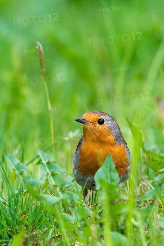 Erithacus rubecula, robin, robins, birds, high size, portrait format, passeri, songbirds, birds