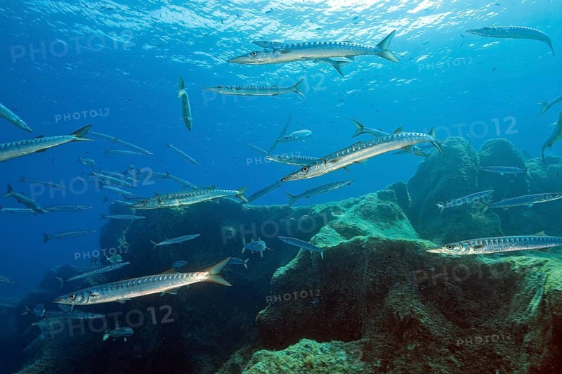 Underwater photograph of a small school of European barracuda (Sphyraena sphyraena), arrowfish and Mediterranean barracuda swimming over a rocky reef near the shore, just below the surface of the Mediterranean Sea, Majorca, Spain