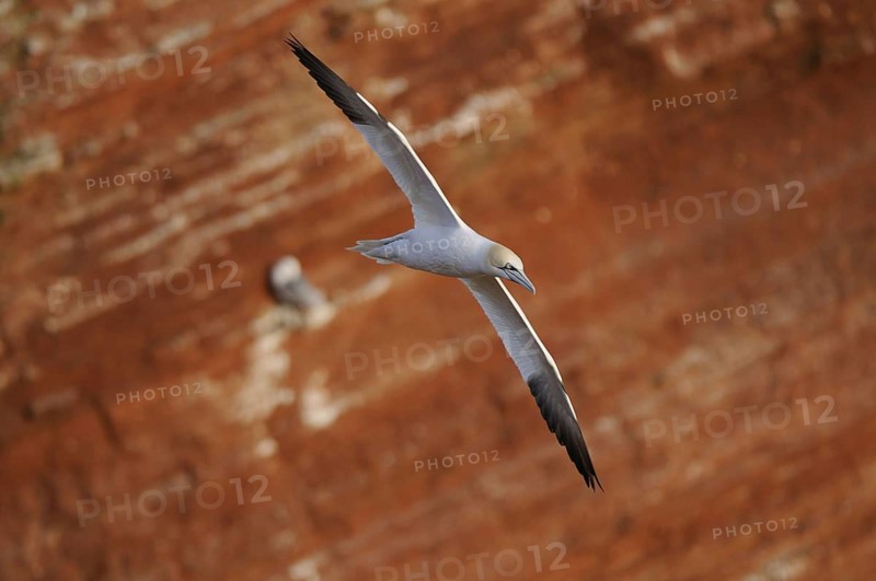 Gannet, Sula Bassana, Nortern Gannet, seabird on the rock of Heligoland, Heligoland, Germany