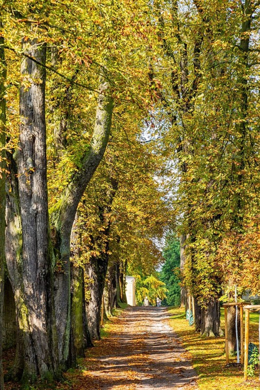 Kastanienallee im Park Belvedere, Weimar, Thuringia, Germany