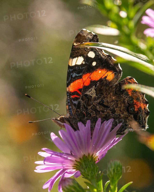 Admiral, Red Admiral, Vanessa Atalanta, butterfly, high size, portrait, insects, butterflies, butterflies, butterflies