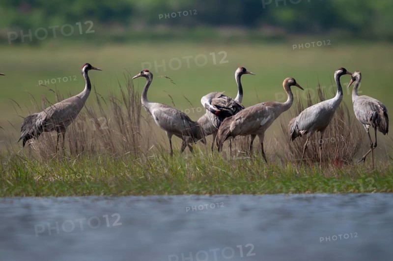 Brandenburg, Crane, Germany, Grus Grus, Crane, Nabu, national natural heritage, Grünhaus natural paradise, post-mining landscape, birds, gruidae, gruiformes, greenhouse, crane birds, waitbirds, birds