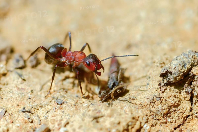 Ants, ant, blood-red ant, blood-red predatory ant, Formica sanguinea, formicidae, hymenoptera, predatory ant, insects, insects