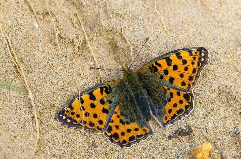 Argynnis Lathonia, Issoria Lathonia, little mother-of-pearl butterfly, queen of Spain fritillary, butterfly, insects, butterflies, butterflies, butterflies