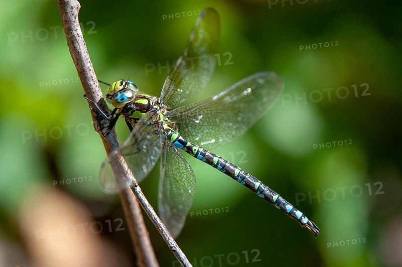Aeshna cyanea, blue-green mosaic maiden, southern hawker, anisoptera, damselflies, dragonflies, insects, dragonflies, males, odonata