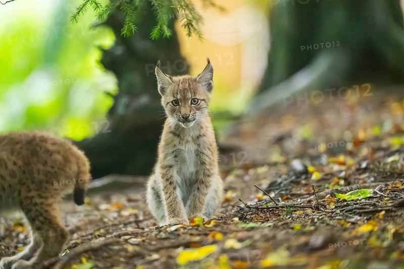 Eurasian lynx (Lynx lynx) youngsters (cub) sitting in a forest, Bavaria, Germany