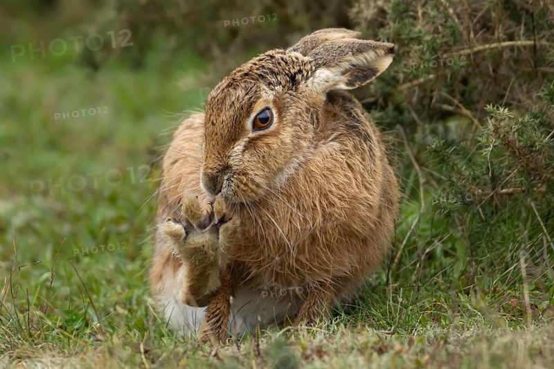 European brown hare (Lepus europaeus) adult animal washing its foot in grassland, England, United Kingdom