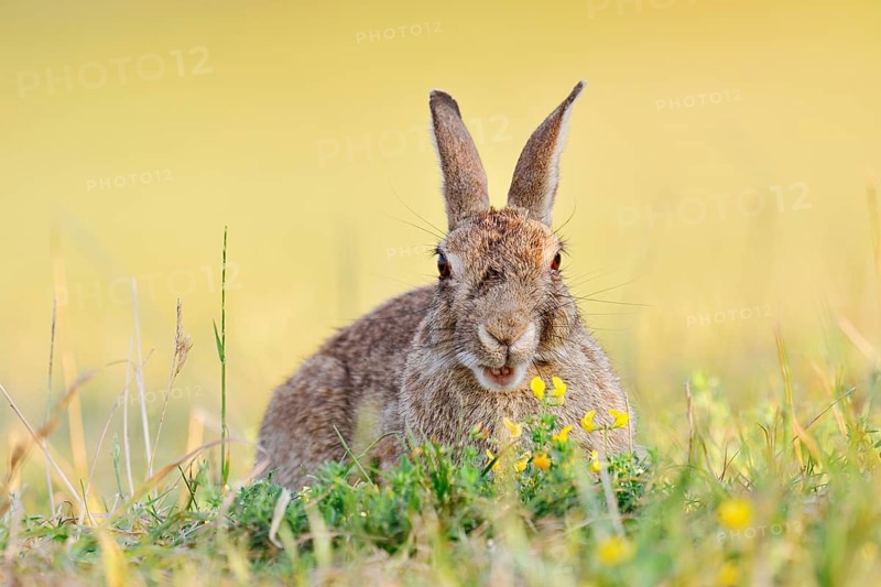 A wild rabbit (Oryctolagus cuniculus) sitting in a meadow, North Rhine-Westphalia, Germany