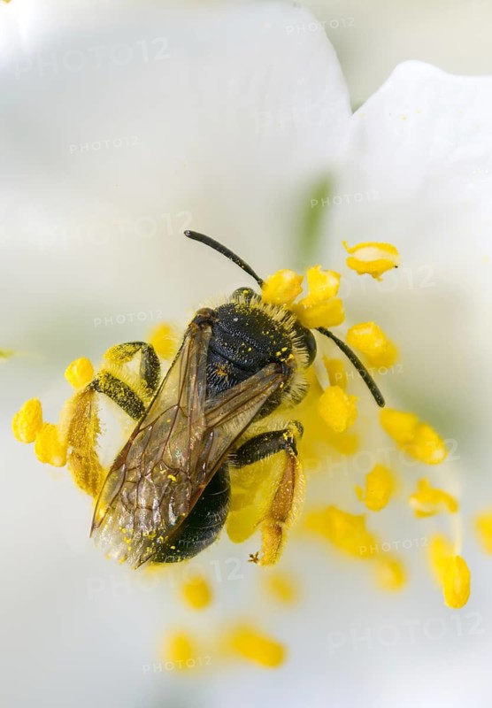 Andrena hemorrhoids, apidae, bees, early mining bee, hymenoptera, orange-tailed mining bee, redback sand bee, redheaded sand bee, sand bee, high size, portrait format, insects, insects