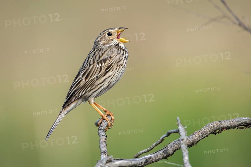 Brandenburg, Corn Bunting, Germany, Emberiza Calandra, Corn Bunting, Miliaria Calandra, Nabu, Nabu Project, National Natural Heritage, Grünhaus Nature Paradise, Post-Mining Landscape, Birds, Call, Song, Grünhaus, Passeri, Call, Singing, Songbirds, Birds