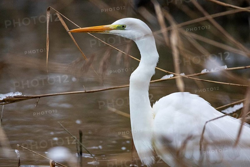 Great White Egret (Egretta alba) Germany