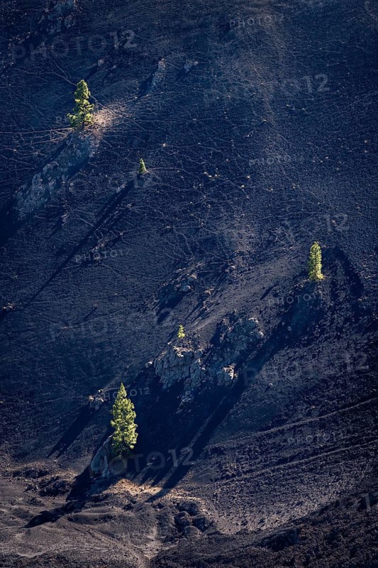 A few Canary Island pines (Pinus canariensis) on the slopes of the Duraznero volcano. Ruta de Los Volcanes, La Palma, Canary Islands, Spain