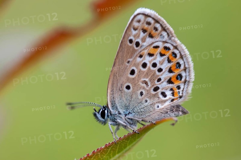 Argus blue, plebeius argus, silver-studded blue, butterfly, insects, butterfly, butterflies