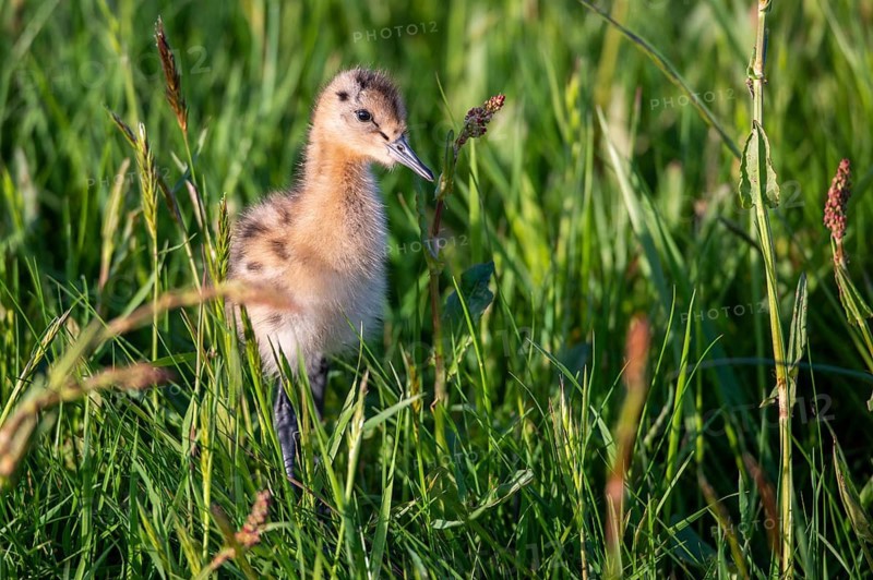 Black-tailed gown Limosa limosa) with chicks at the nest in a wet meadow, De Waal, Texel, the Netherlands