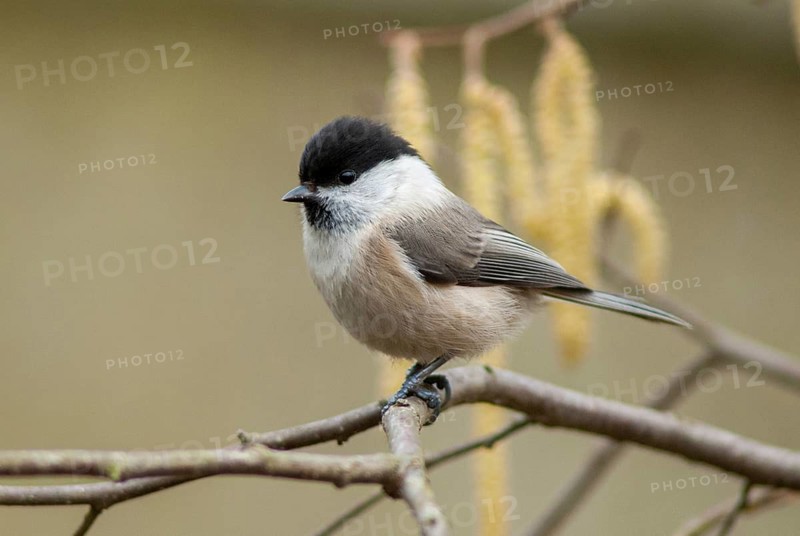 Parus montanus, poecile montanus, willow tit, birds, tit, passeri, songbirds, songbirds, tits, birds