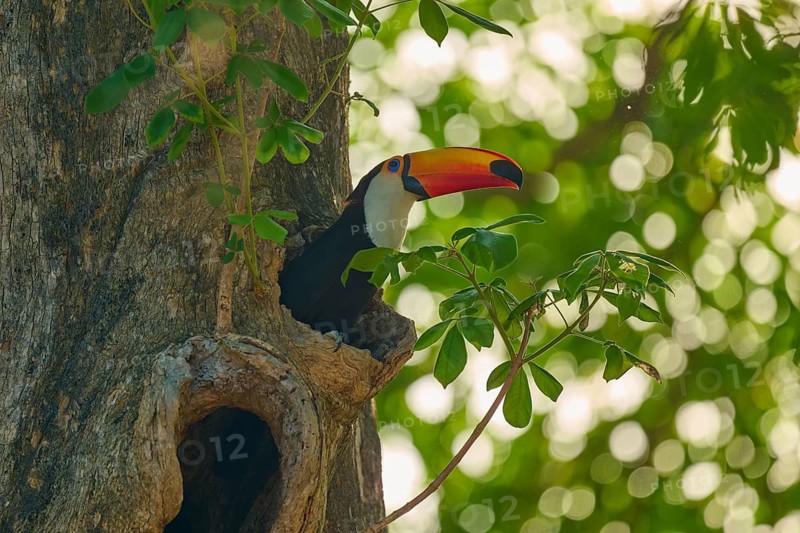 A toucan peering out of a hollow tree with green foliage in the background, giant toucan (Ramphastos toco), Pantanal, Mato Grosso, Brazil