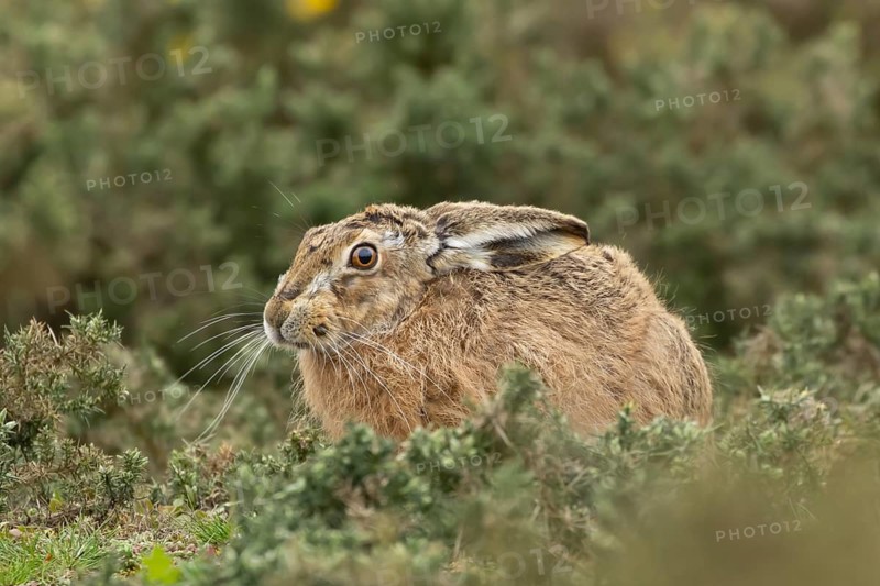 European brown hare (Lepus europaeus) adult animal amongst gorse bushes, England, United Kingdom
