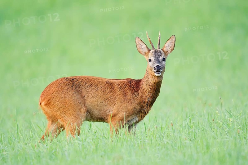 European roe deer (Capreolus capreolus), a roebuck standing in a meadow, North Rhine-Westphalia, Germany