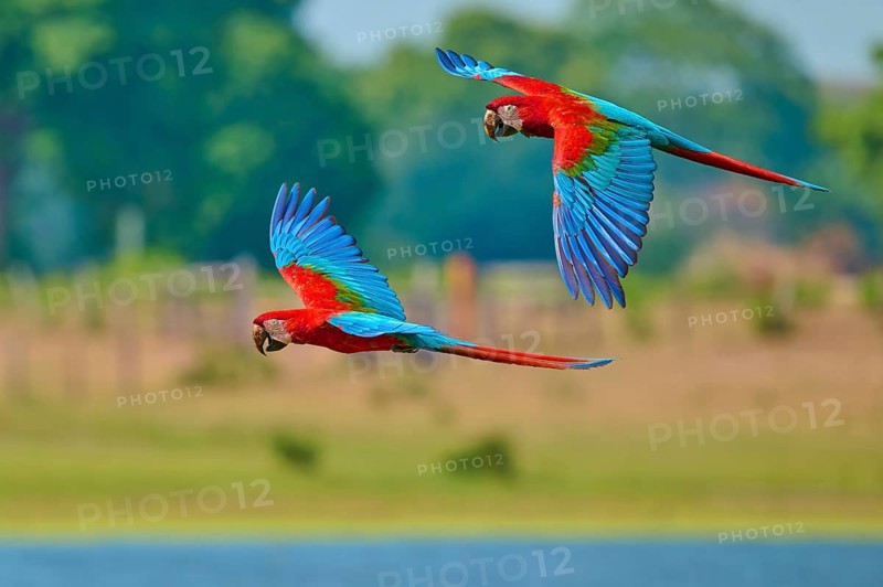 Two colourful parrots are flying close to the ground, with trees in the background: a green-winged macaw, or dark-red macaw (Ara chloroptera), Pantanal, Mato Grosso, Brazil