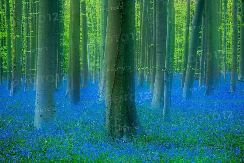 Bluebells (Hyacinthoides) in Hallerbos, woodland, early-flowering plants, Hallerbos, Halle, Belgium