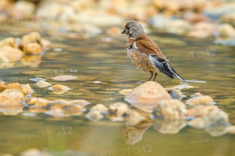 Acanthis cannabina, bloodtail, linaria cannabina, linnet, bath, bird bath, birds, hanfling, male, mirror, male, passeri, songbirds, songbirds, reflection, drinking, birdbath, birds, watering place
