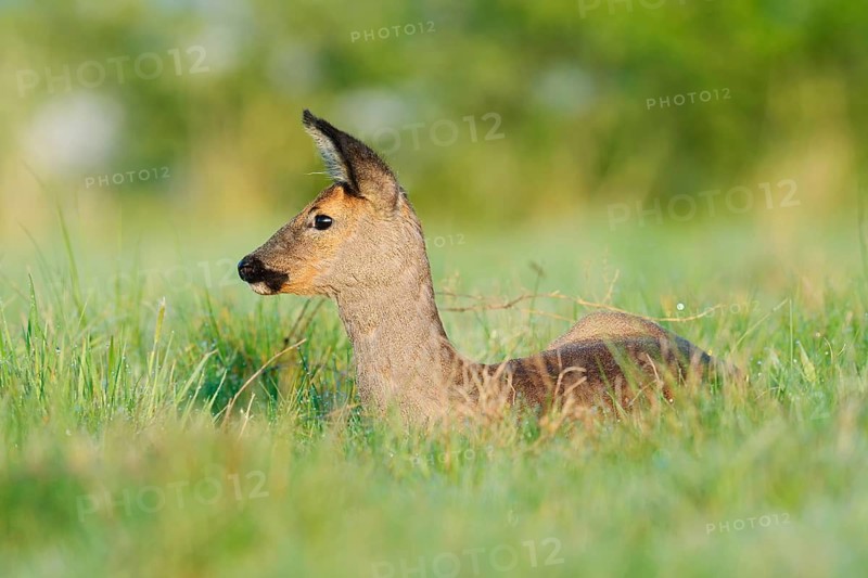 European roe deer (Capreolus capreolus), doe lying in a meadow, spring, North Rhine-Westphalia, Germany