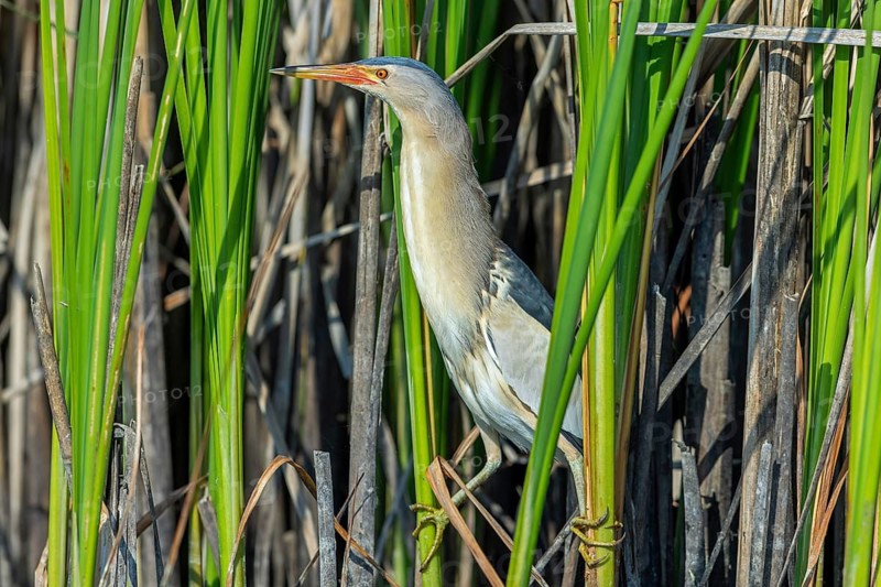 Common little bittern (Botaurus minutus, Ixobrychus minutus) adult male foraging in reed bed, reedbed in wetland in spring