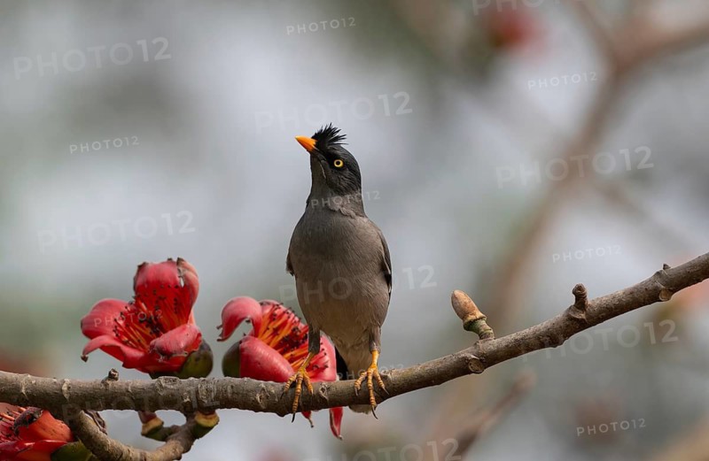 Jungle Myna (Acridotheres fuscus) on a flowering silk-cotton branch, sreepur, Gazipur, bangladesh