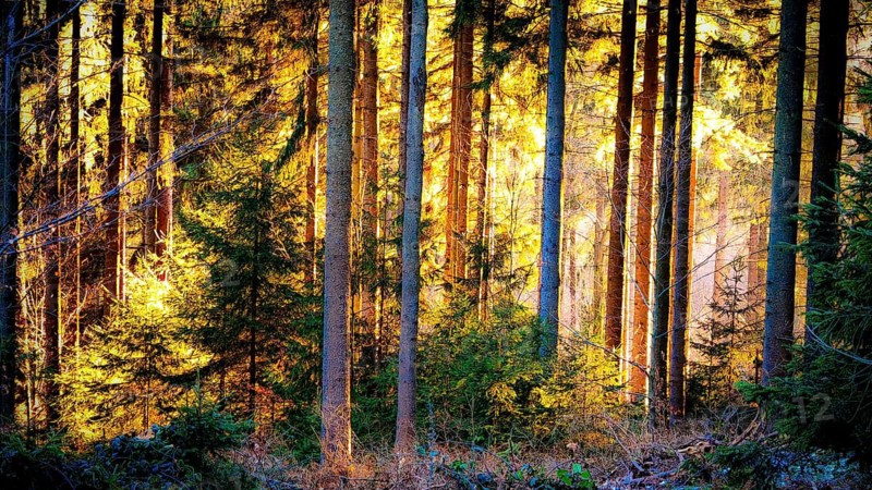 Sunlight shines through dense trees in a forest, Geroldsgrüner Forst, Upper Franconia