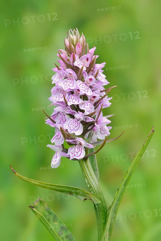 Moorland spotted orchid (Dactylorhiza maculata), inflorescence, North Rhine-Westphalia, Germany