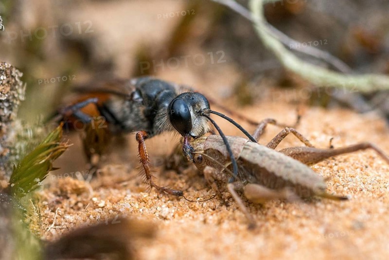 Hymenoptera, Spheciformes, Spheciformes, Sphex Funerarius, Sphex Rufocinetus, Golden Digger Wasp, Digger Wasp, Bug Wasps, Insects