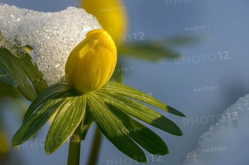 Eranthis hyemalis, buttercup family, ranunculaceae, winterling, flora, plants, plants, winter aconite