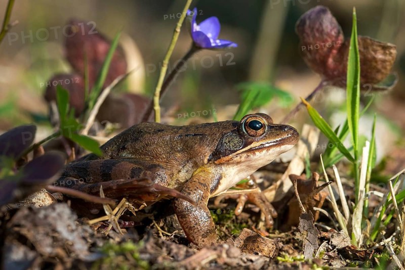 Agile frog, rana dalmatina, jumping frog, amphibians, amphibians, frog, frogs, amphibians