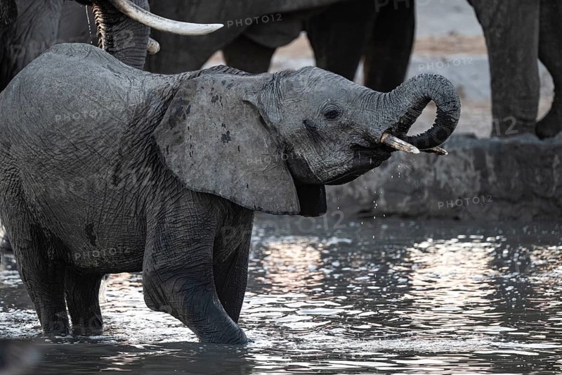Herd of elephants, African elephant (Loxodonta africana) with young at the waterhole, sunset, Savuti, Chobe National Park, Botswana