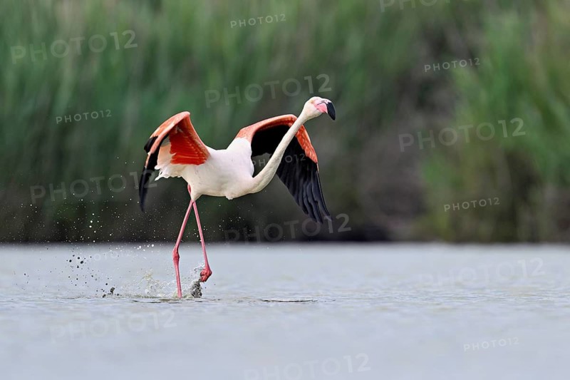 Pink flamingo (Phoenicopterus roseus), taking departure, Camargue Regional Nature Park, southern France, France