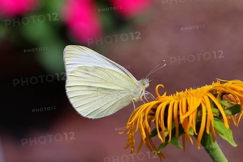 A small white (Pieris rapae) on a yellow flower of a Great Telekie (Telekia speciosa), macro photograph, wildlife, insects, butterflies, diurnal butterflies, Wilnsdorf, North Rhine-Westphalia, Germany